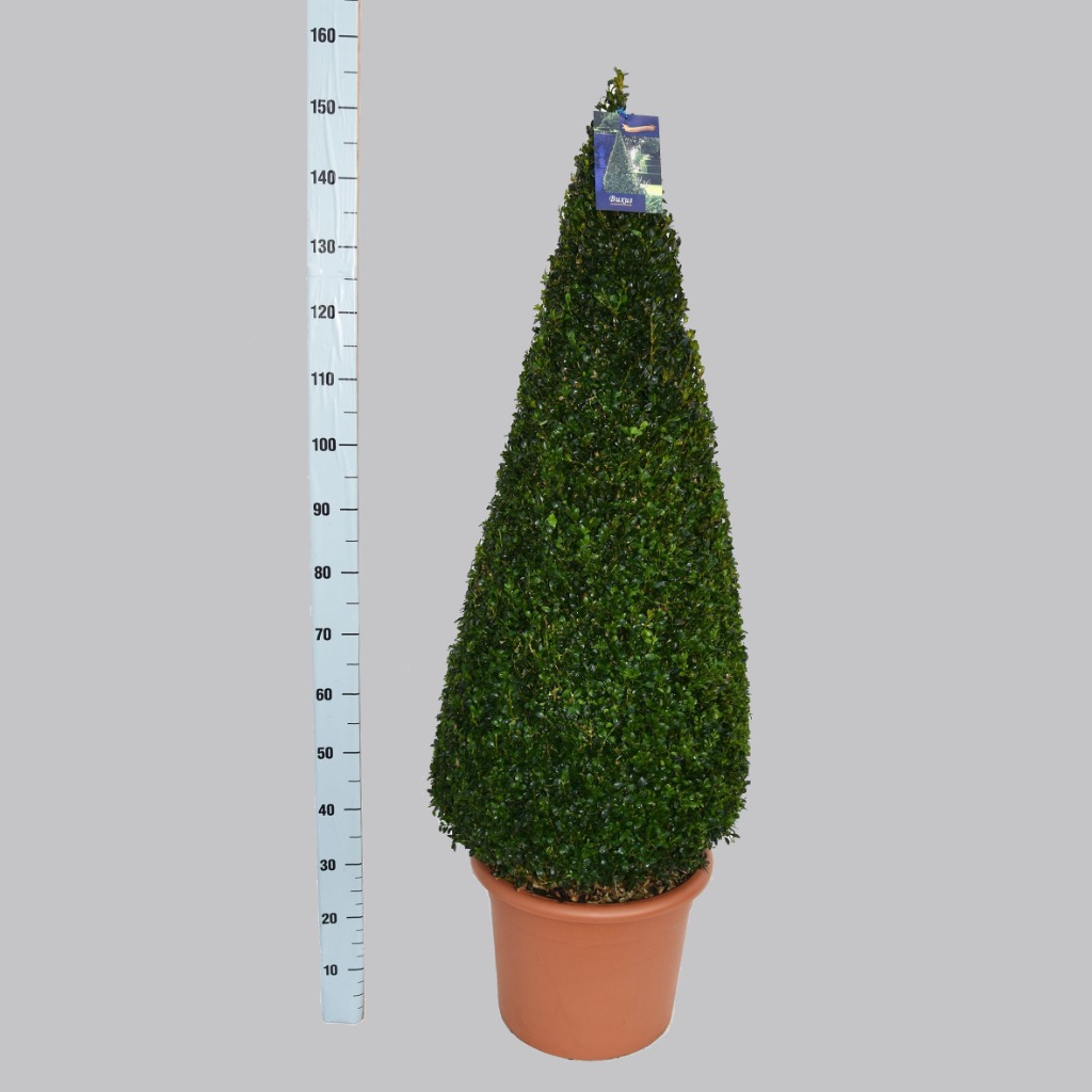 Picture of Buxus sempervirens P40-(25-LTR) PYR 120/130