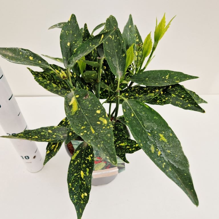 Aucuba jap. Variegata