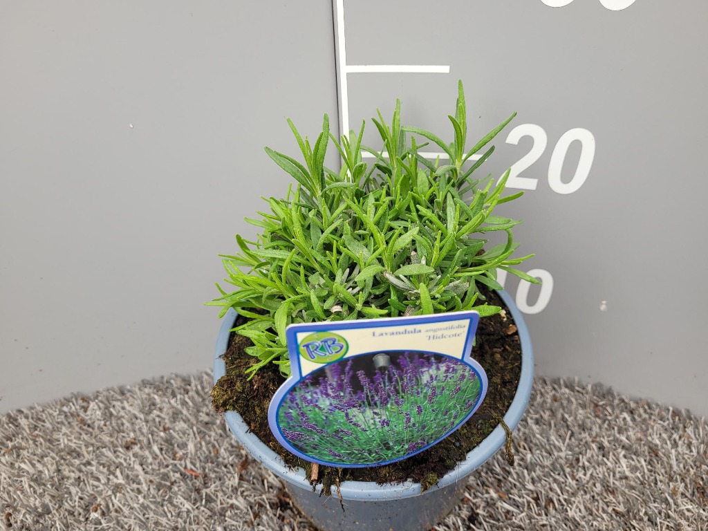 Picture of Lavandula ang. Hidcote P17 (2 Ltr)