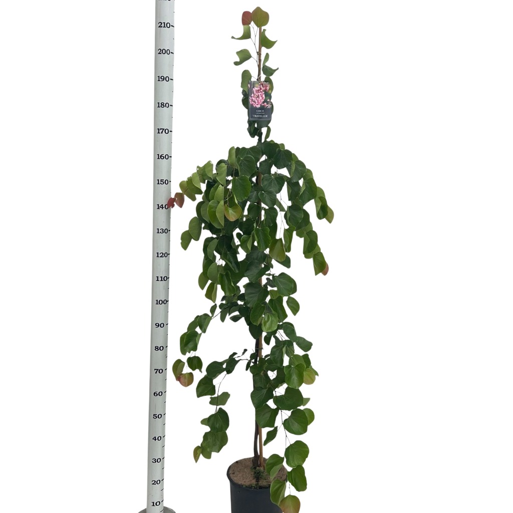 Cercis can. Texensis Traveler
