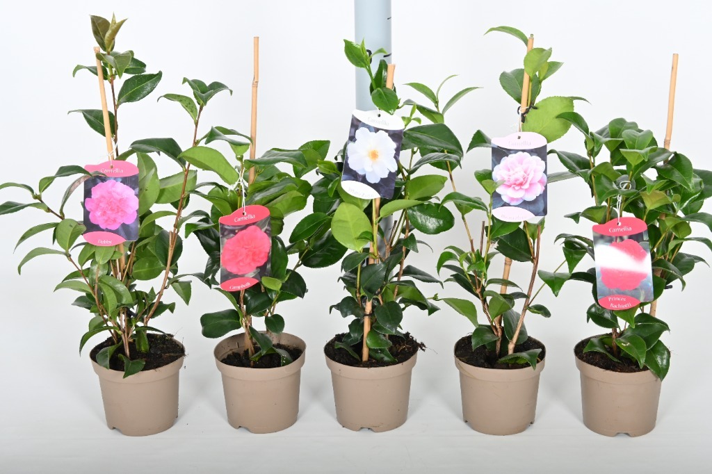 Picture of Camellia in varieties P14 TERRA 30/40CM