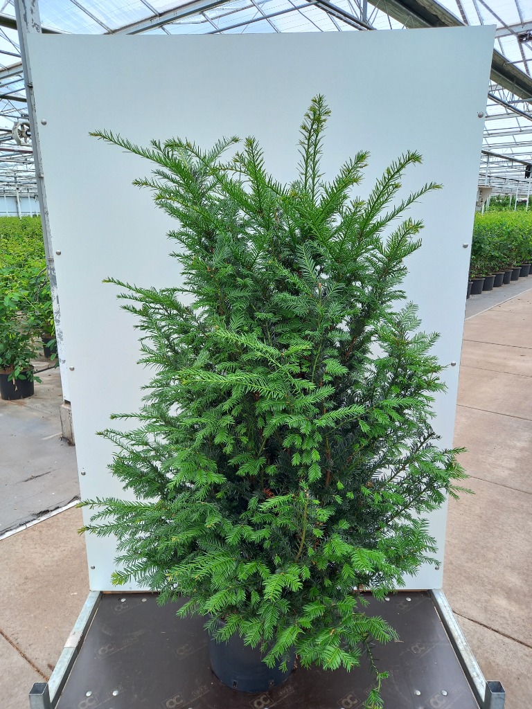 Picture of Taxus baccata C20 140/160