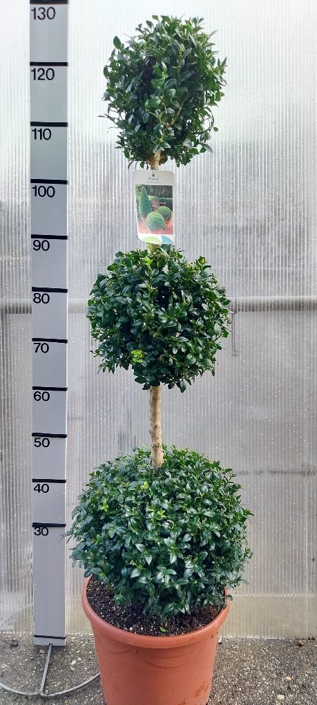 Picture of Buxus sempervirens P29 (10 Ltr) TRIOBALL-STD-80/CM