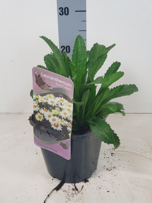 Leucanthemum Ooh La Lacreme