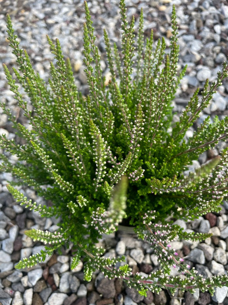 Picture of Calluna Beauty Ladies in varieties P9,5 15-CM