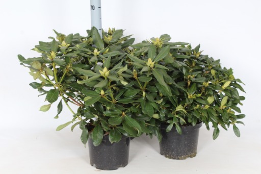 Picture of Rhododendron hybrids in varieties P23 (5 Ltr) (LOOSE)