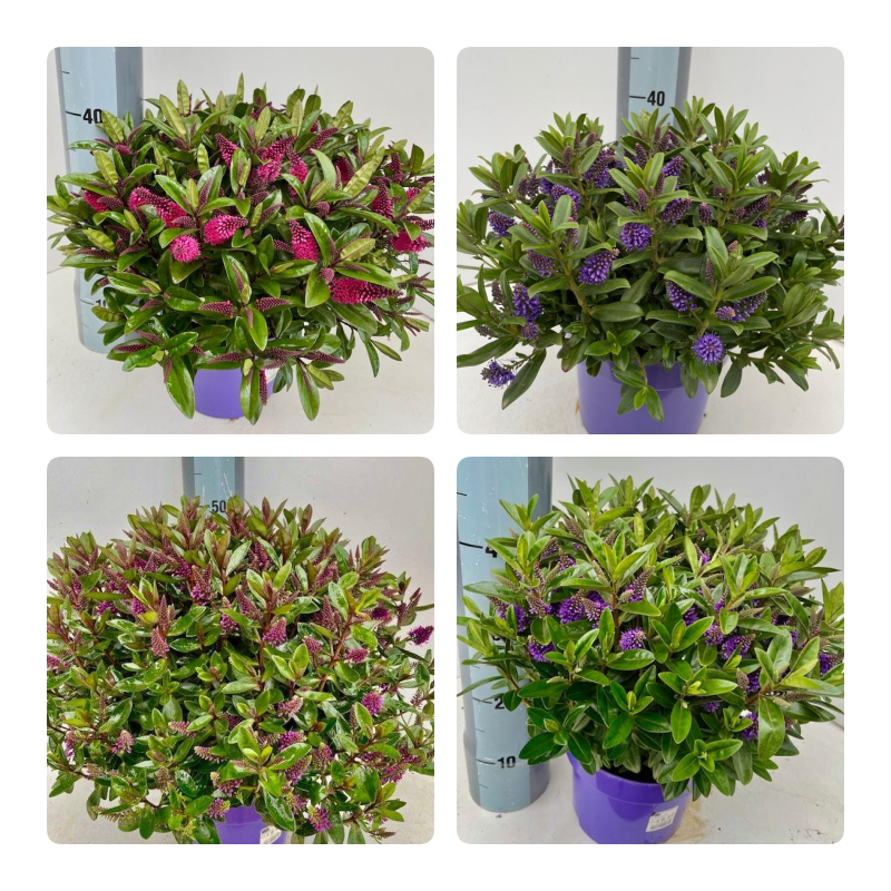 Picture of Trolley Deal 2025 Hebe Kiwi in varieties P23 (5Ltr)