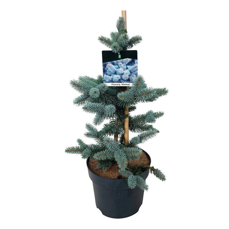 Picture of Picea pungens Oldenburg P26 (7.5 Ltr)