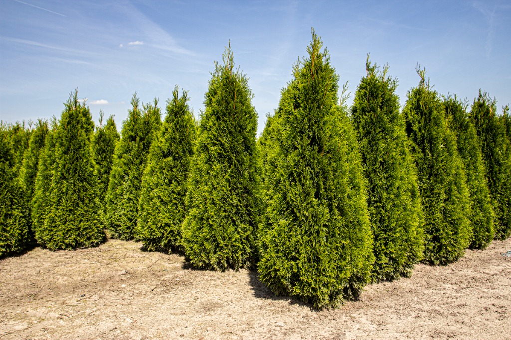 Picture of Thuja occ. Smaragd ROOTBALL 200/225cm