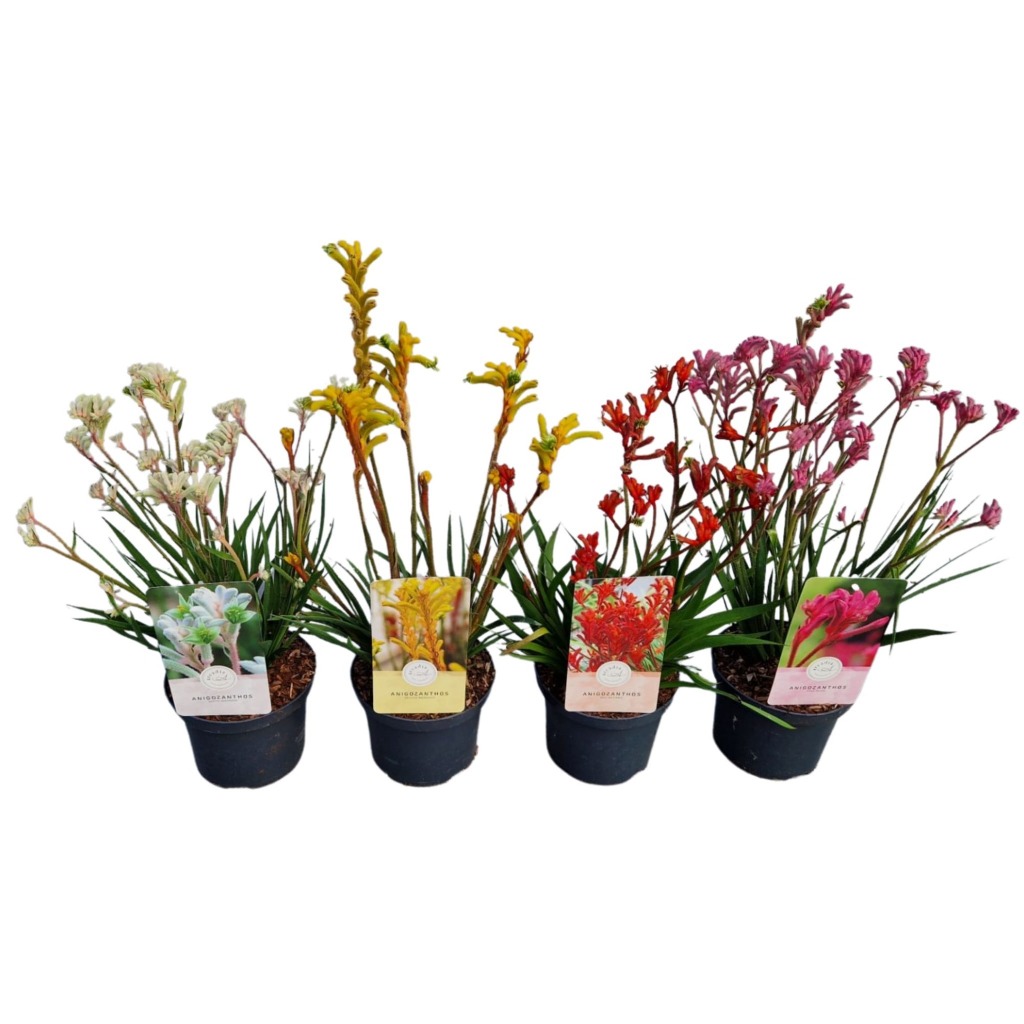 Picture of Anigozanthos in varieties P17 (2 Ltr)