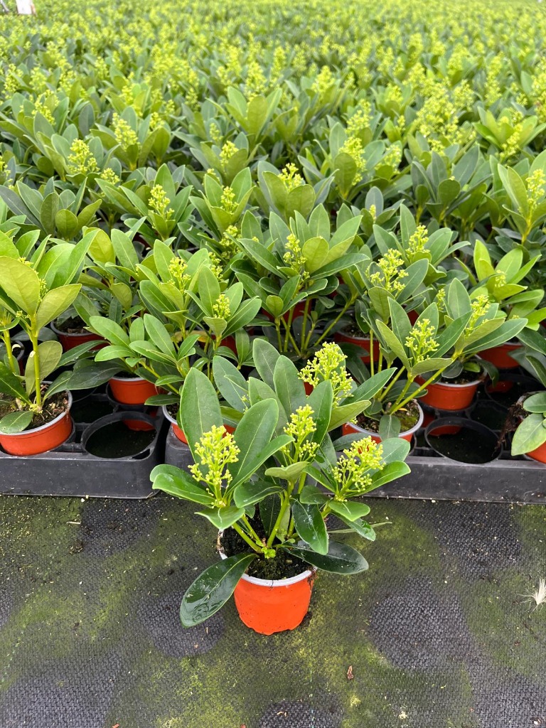 Billede af Skimmia jap. Finchy P9 4/5-FLOWER