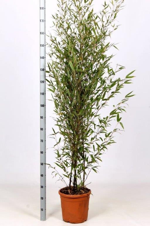 Picture of Phyllostachys nigra C12 150/160