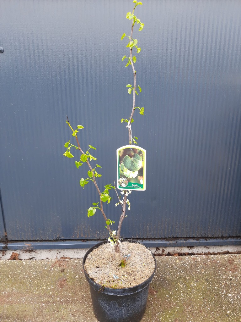 Picture of Cercis canadensis Texas White P21 (4 Ltr)