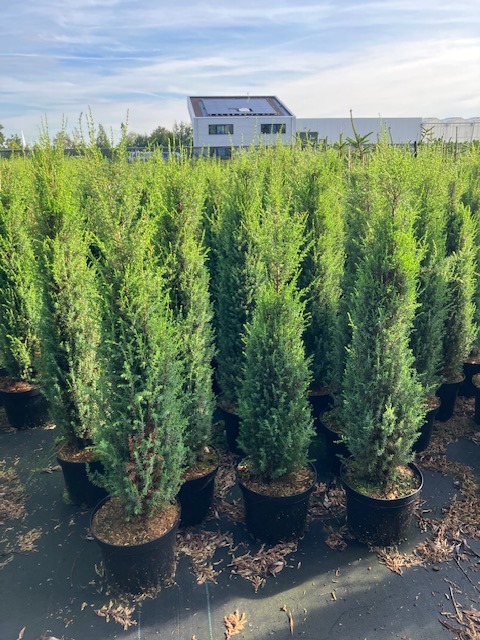 Picture of Juniperus comm. Sentinel P26 (7.5 Ltr)