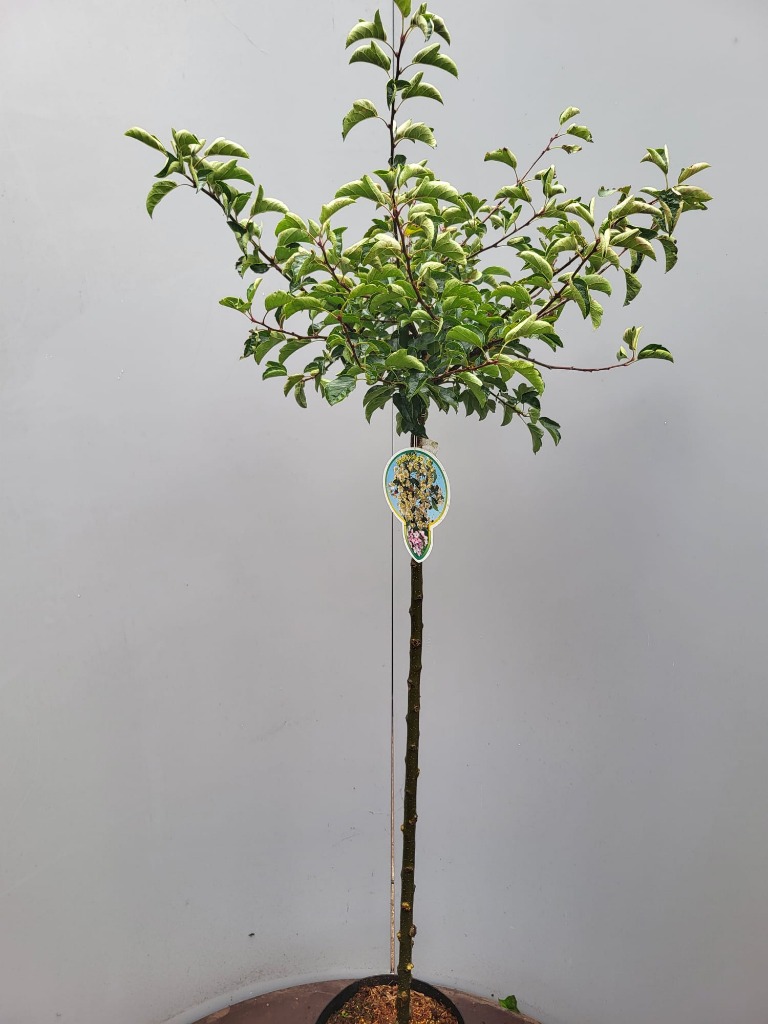 Picture of Malus toringo Tina P29 (10 Ltr) 120/STD