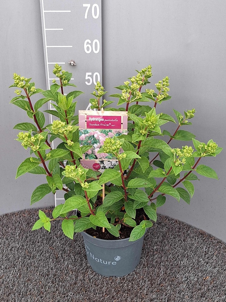 Hydrangea pan. Sundae Fraise