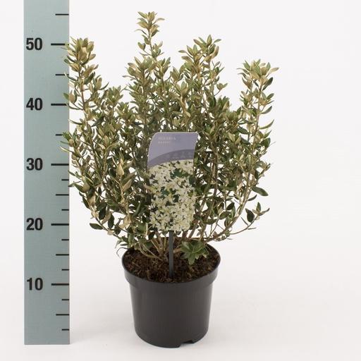 Picture of Olearia haastii P17 (2 Ltr) 20/25CM