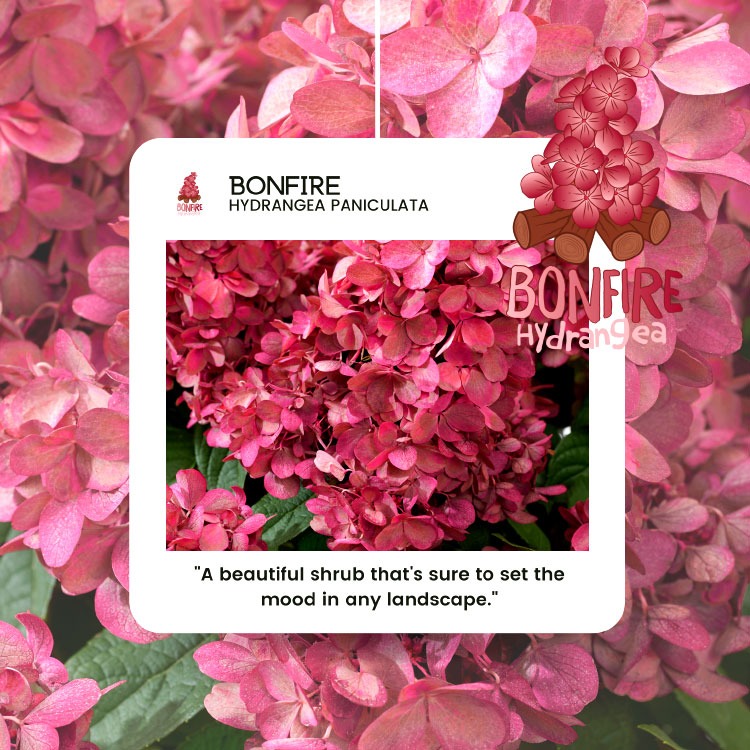 Picture of Hydrangea paniculata Bonfire (GRHP12PBR) P23 (5 Ltr)