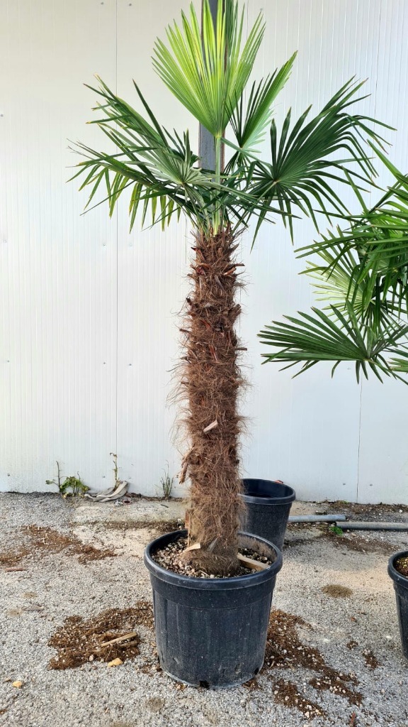 Bild von Double Trolley Deal 2025 Trachycarpus fortunei  mixed sizes  130/140 std and 40/50 std