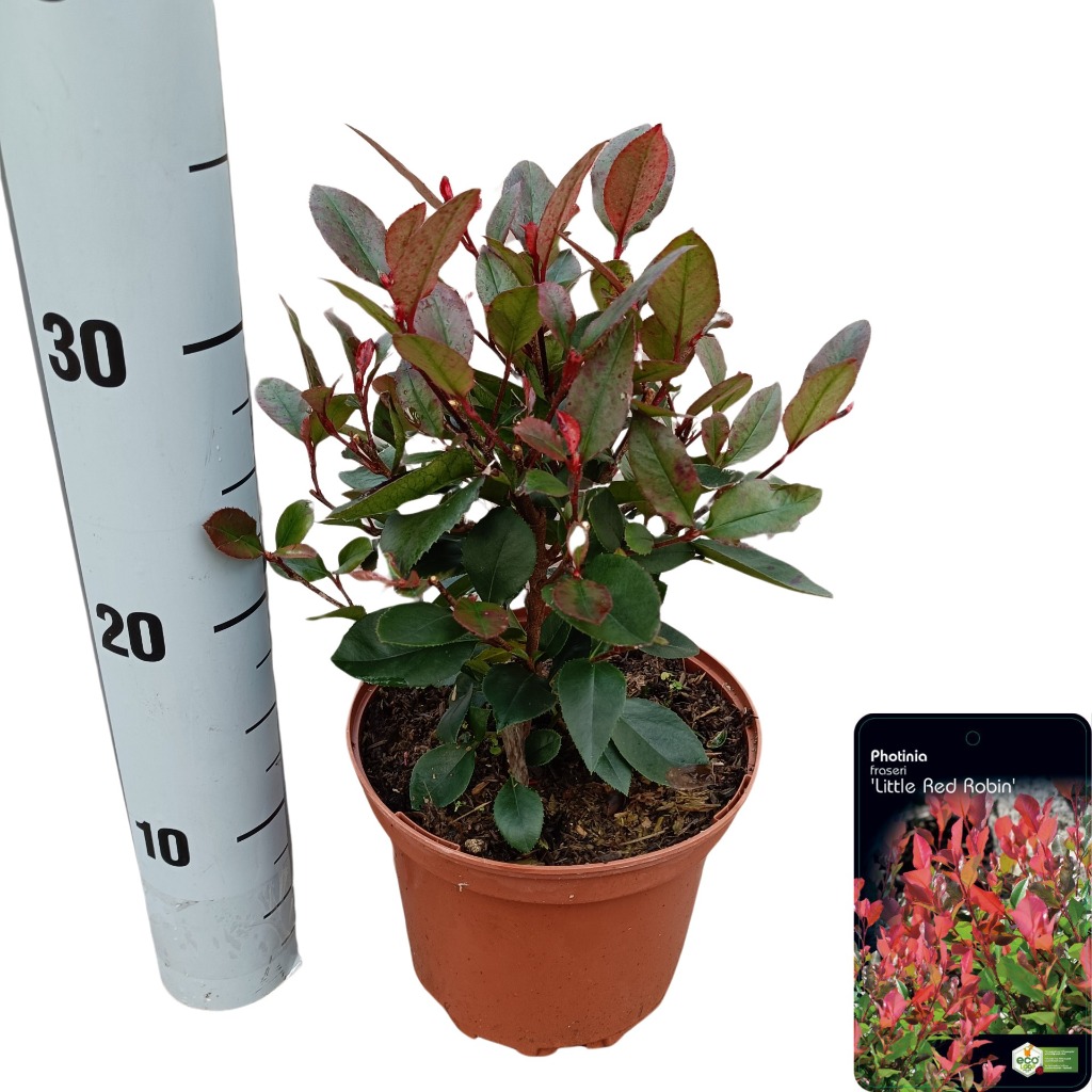 Picture of Photinia fras. Little Red Robin P17 (2 Ltr)