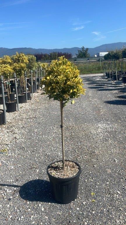 Picture of Euonymus jap. Aurea C18 1/2 std 35/40 head