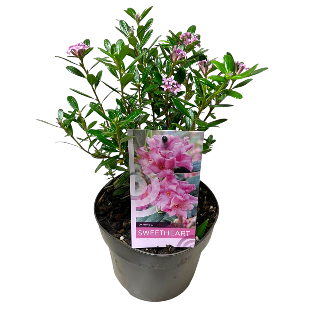 Picture of Daphne Sweetheart P17 (2 Ltr)