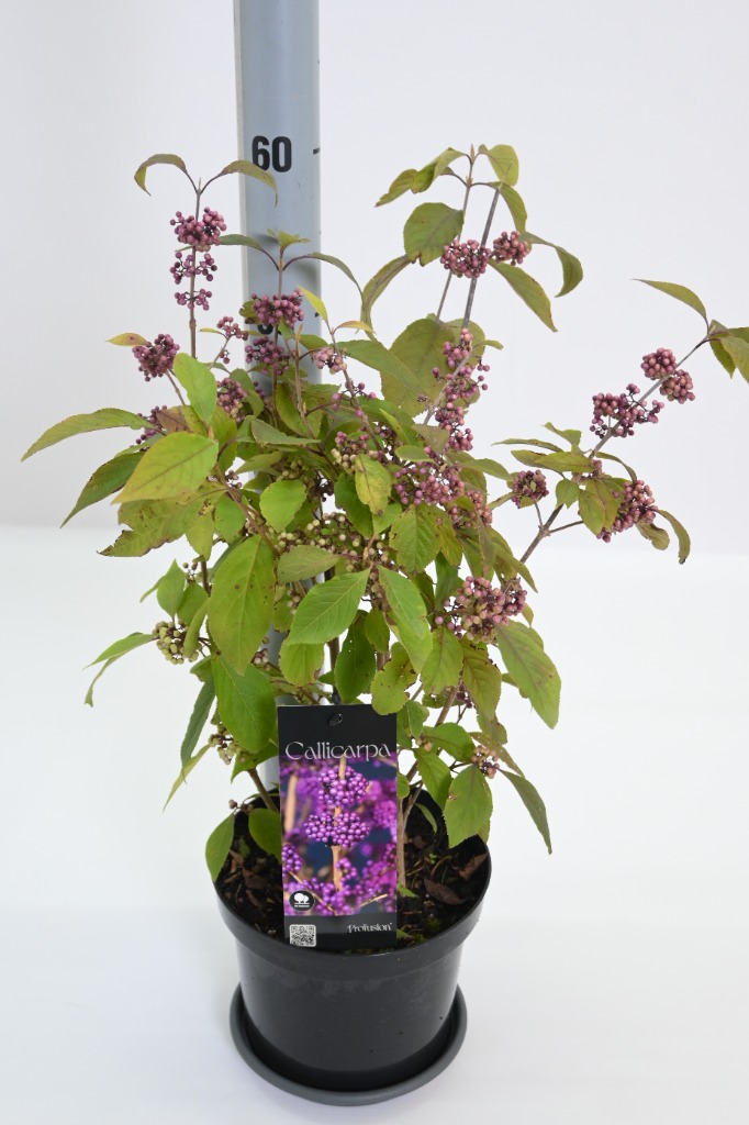 Picture of Callicarpa bod. Profusion P19 (3 Ltr)