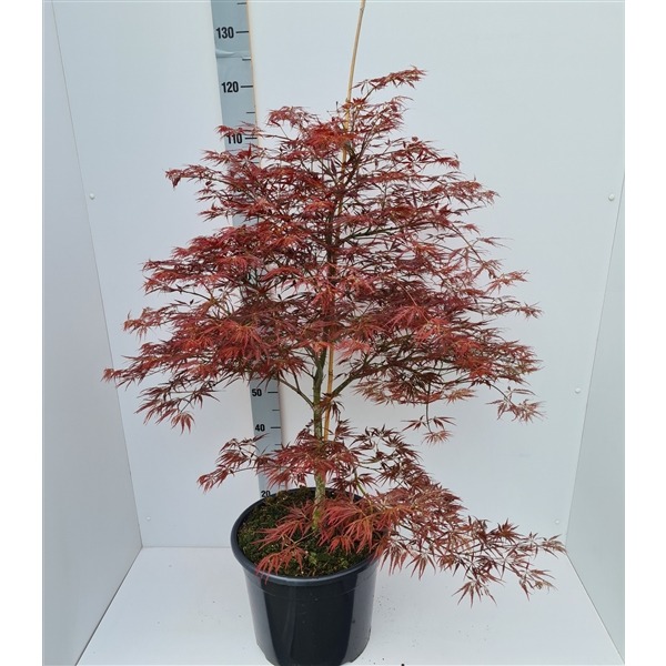 Picture of Acer pal. Ornatum P36 (20 Ltr) 100/120