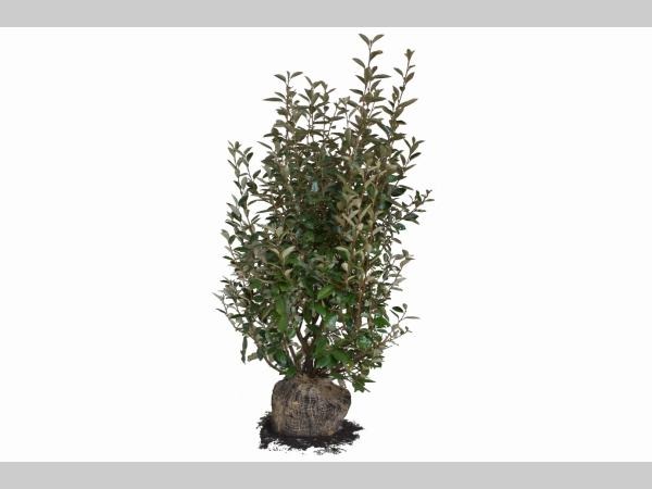 Picture of Elaeagnus Ebbingei ROOTBALL 120/140CM