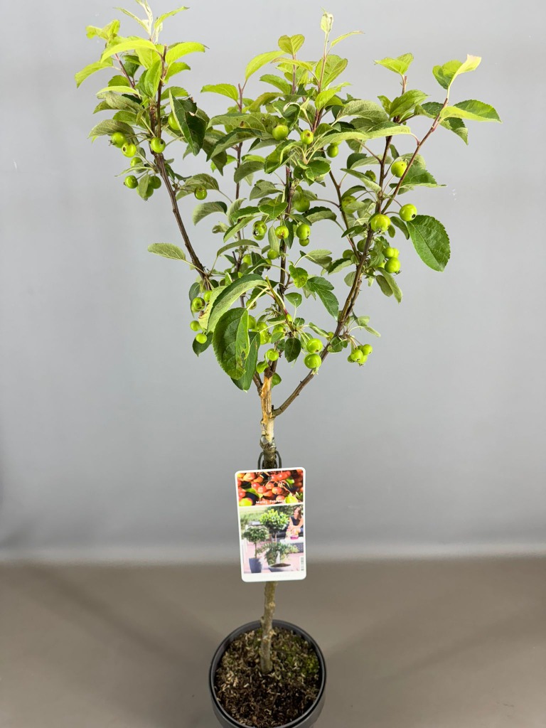 Picture of Malus Evereste P19 (3 Ltr)