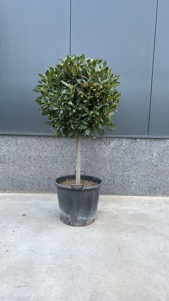 Laurus nobilis