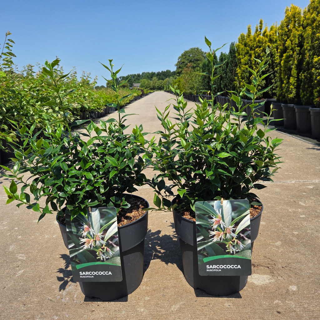 Sarcococca ruscifolia