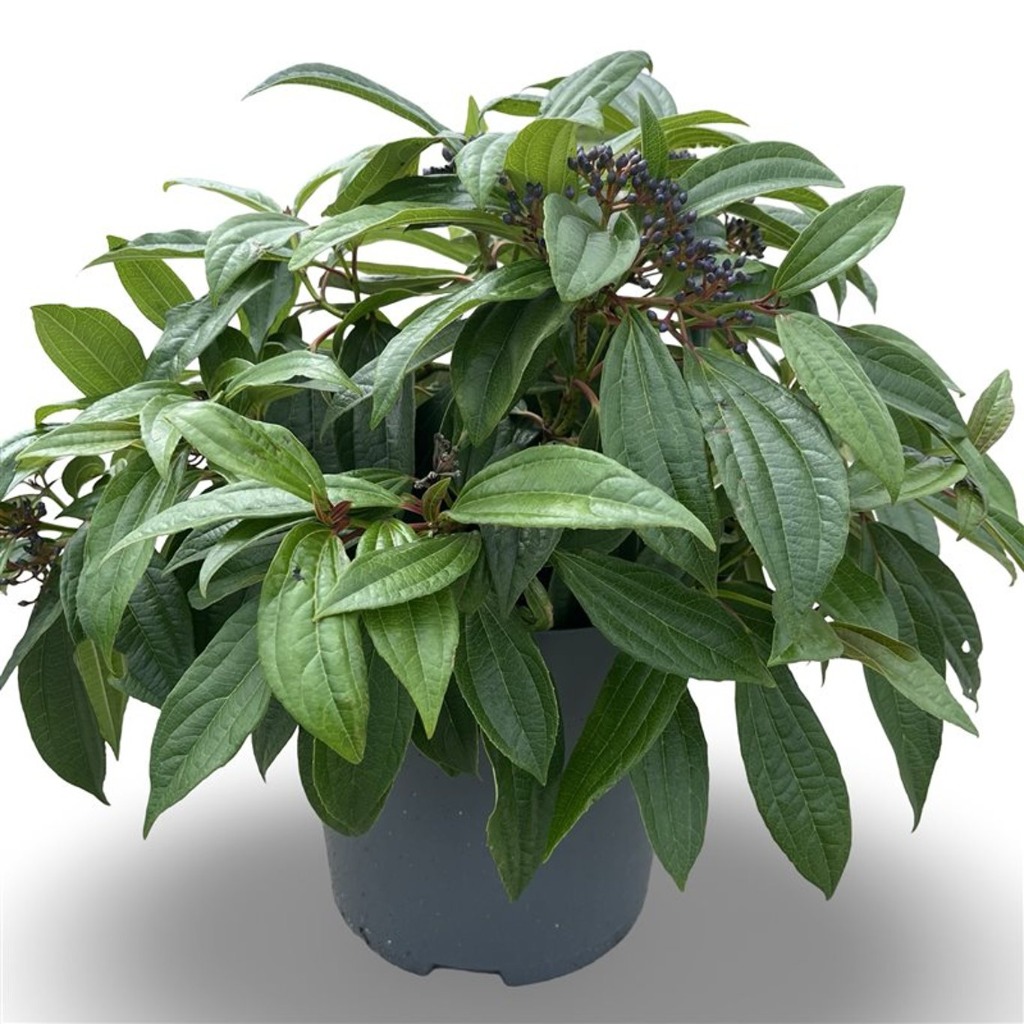 Picture of Viburnum Davidii P31-(12-LTR) 40/60CM