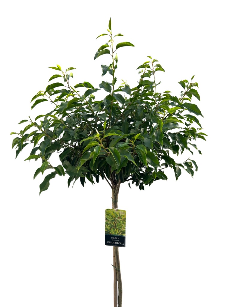 Picture of Prunus lusitanica Angustifolia P31-(12-LTR) 120/STD