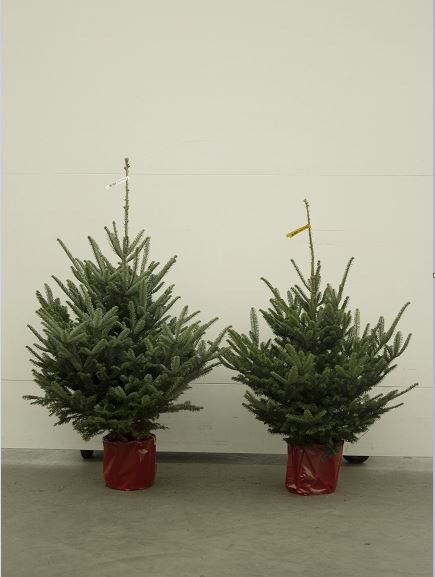 Picture of Abies fraseri P29 (10 Ltr) 100/125CM-INCL-POT/POTGROWN