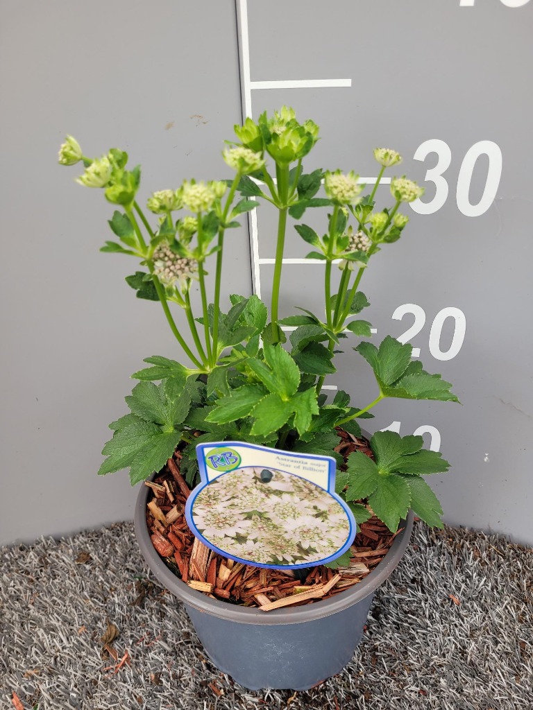 Picture of Astrantia Star of Billion P17 (2 Ltr)