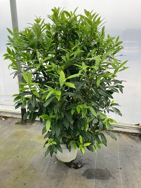 Picture of Prunus laur. Herbergii P32 (15 Ltr) 150/175CM