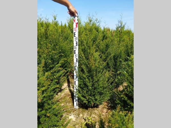 Picture of Taxus baccata ROOTBALL 80/100CM