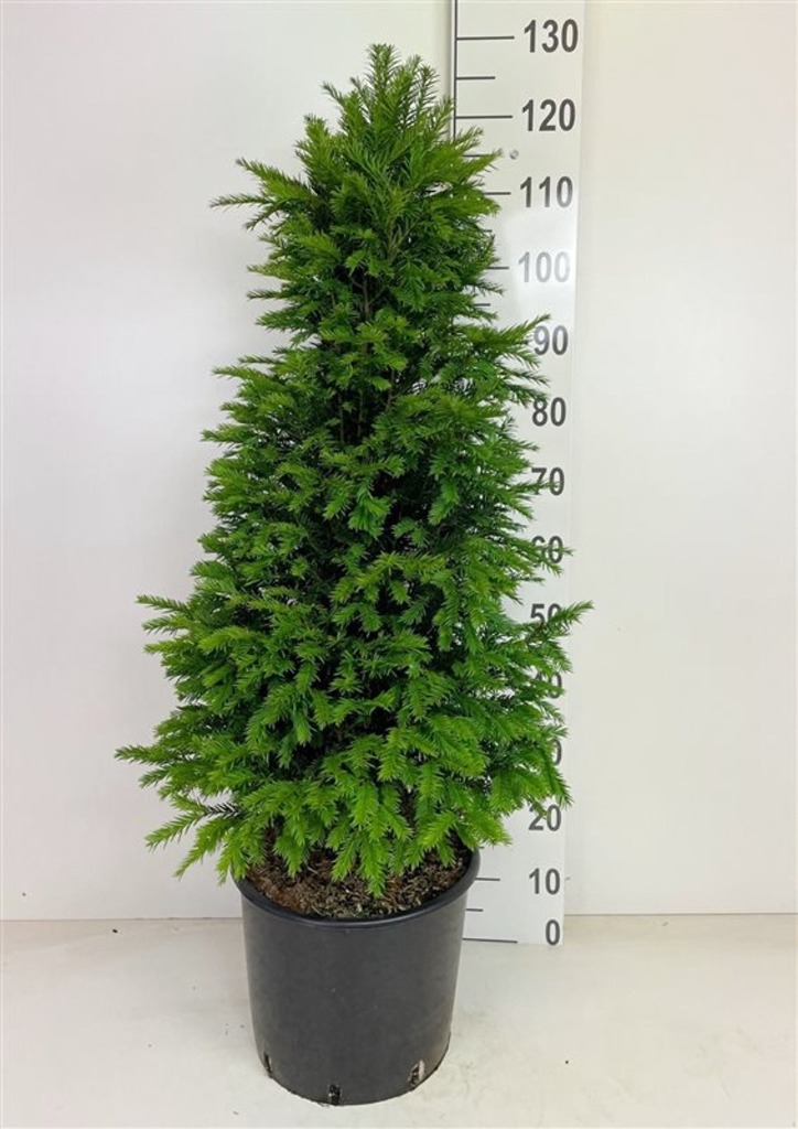 Taxus baccata