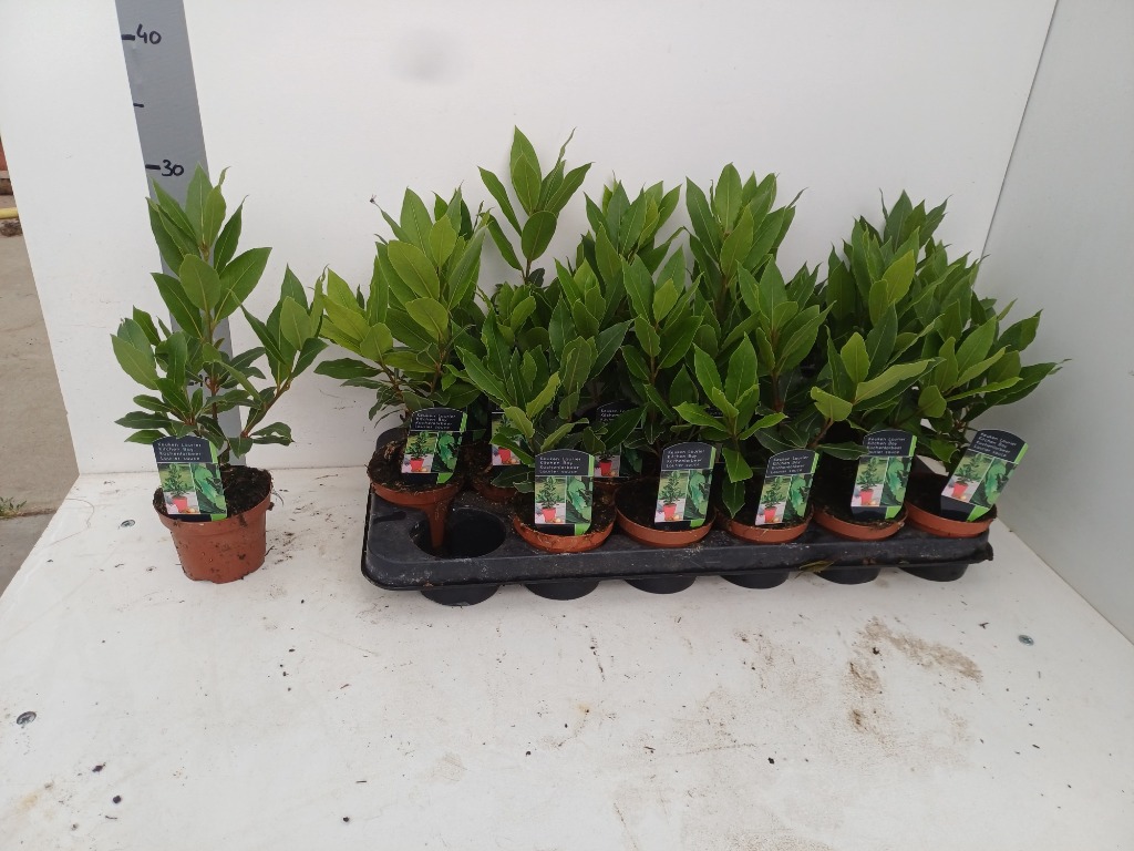 Laurus nobilis