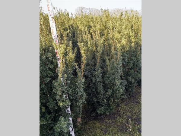 Picture of Taxus media Hicksii ROOTBALL 140/160cm