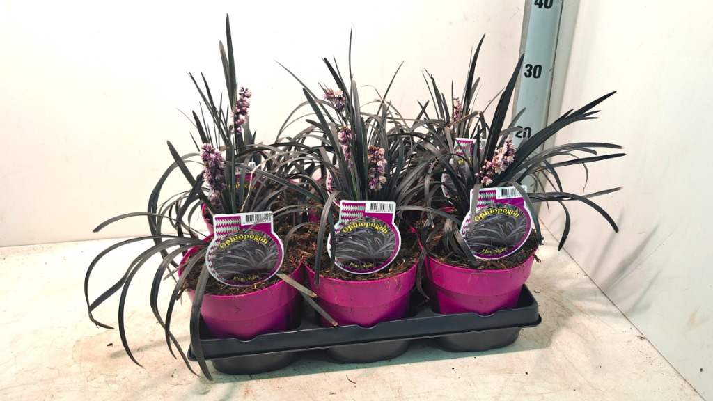 Ophiopogon pla. Niger