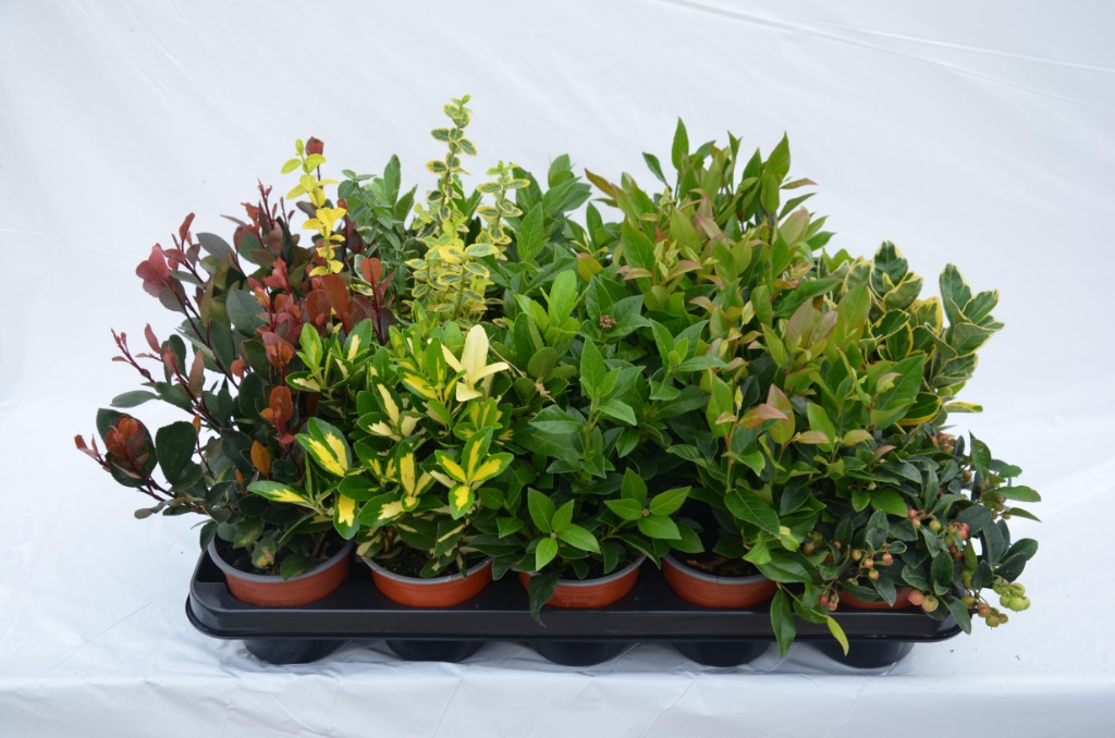 Picture of Trolley Deal 2024 Shrubs in 4 varieties P10.5 F.O. (168)