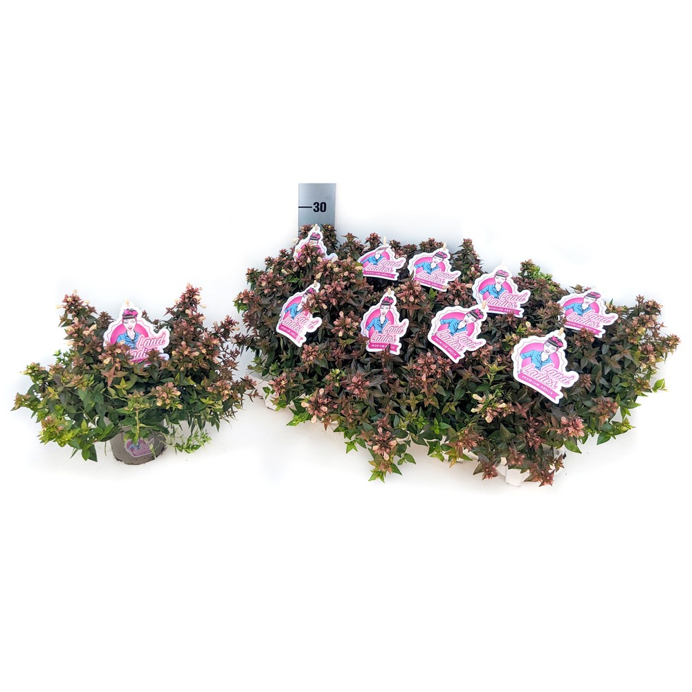 Image de Abelia grandiflora Little Lady P11