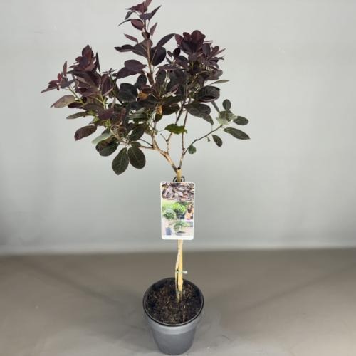 Picture of Cotinus cogg. Royal Purple P19 (3 Ltr) 50/STD (LOOSE)