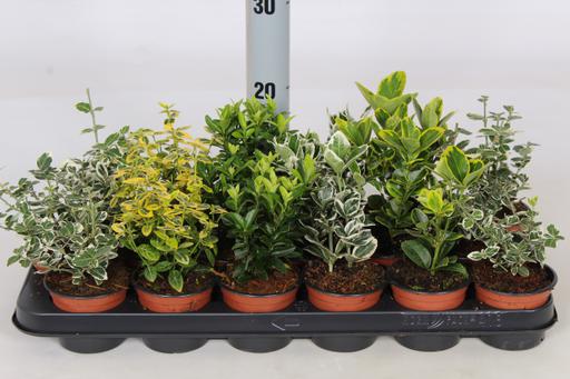 Bild von Euonymus in varieties P9