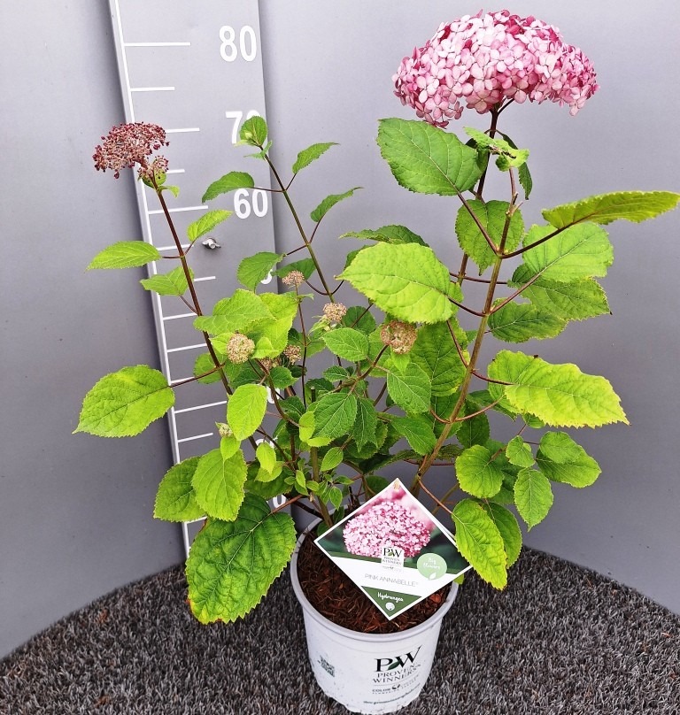 Picture of Hydrangea arb. Pink Annabelle P23 (5 Ltr)