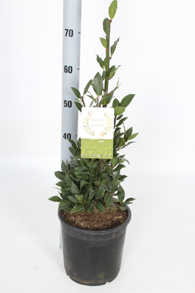 Laurus nobilis