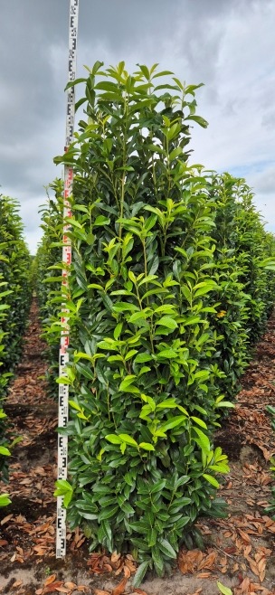 Image de Prunus laur. Genolia EXTRA ROOTBALL 200/225cm