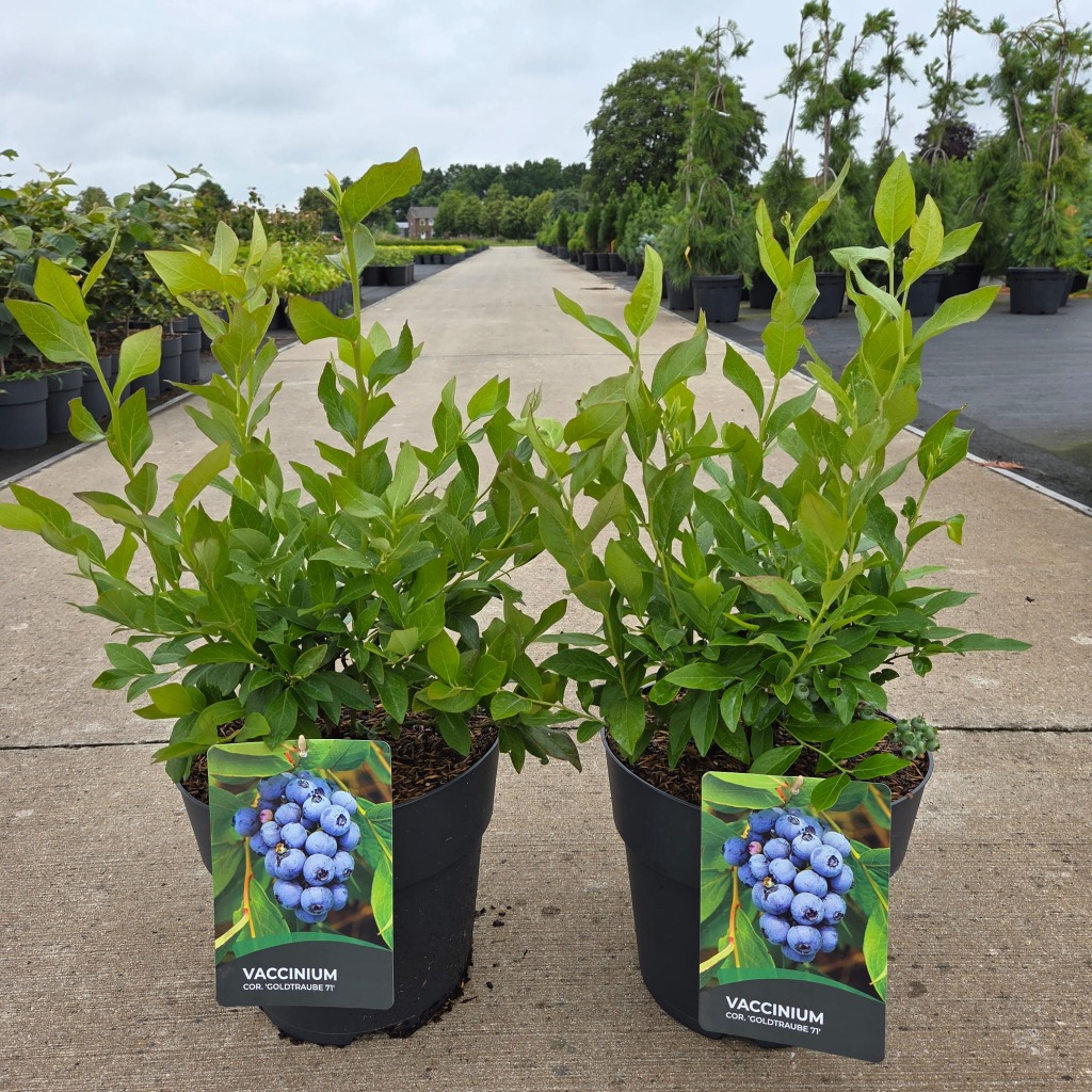 Vaccinium cor. Goldtraube 71